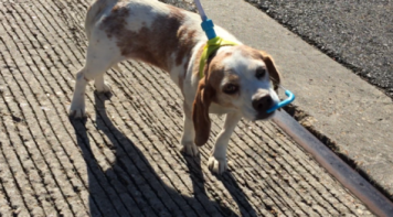 If you are elderly, then this is the only way to give your dog water on a walk.