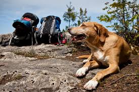 Hydration on the Hike: A Guide to Keeping Your Pooch from Getting Parched