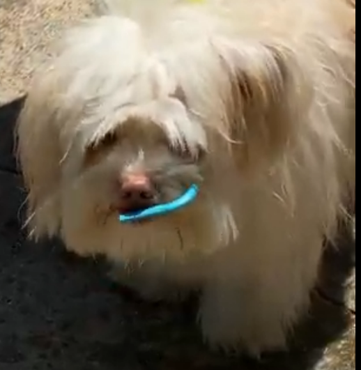 Just Walk, Click, Let'Em Lick! Why Hydration on the Go is a Must for Your Dog