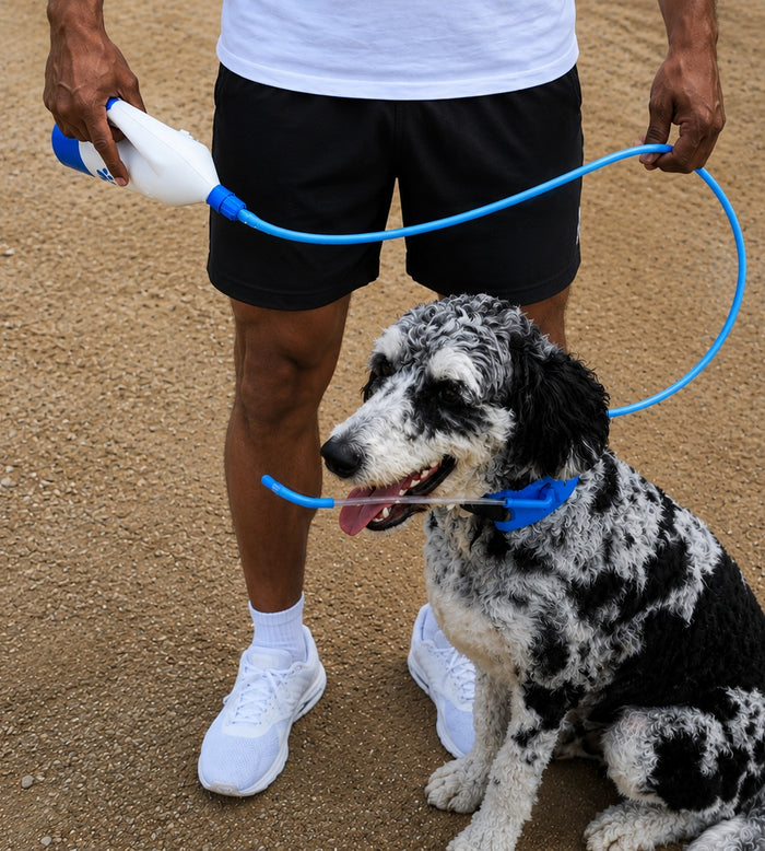 In a Dog Park